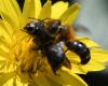 Osmia latreillei